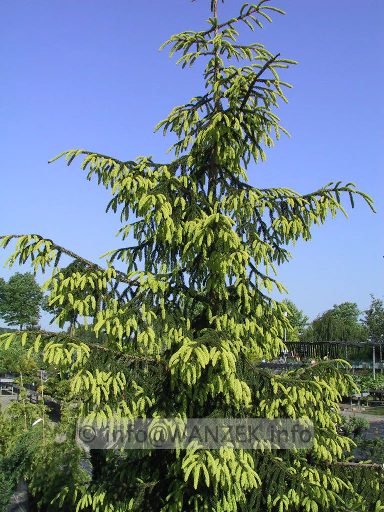 Picea orientalis Aureospicata 01.jpg